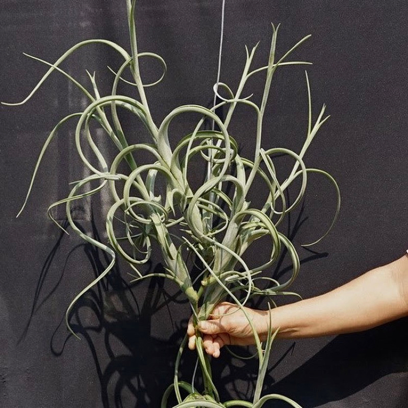 Tillandsia intermedia