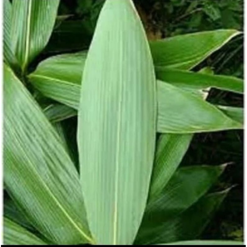 

promo Ready Daun Bambu Jumbo Bungkus Bacang mugi laris