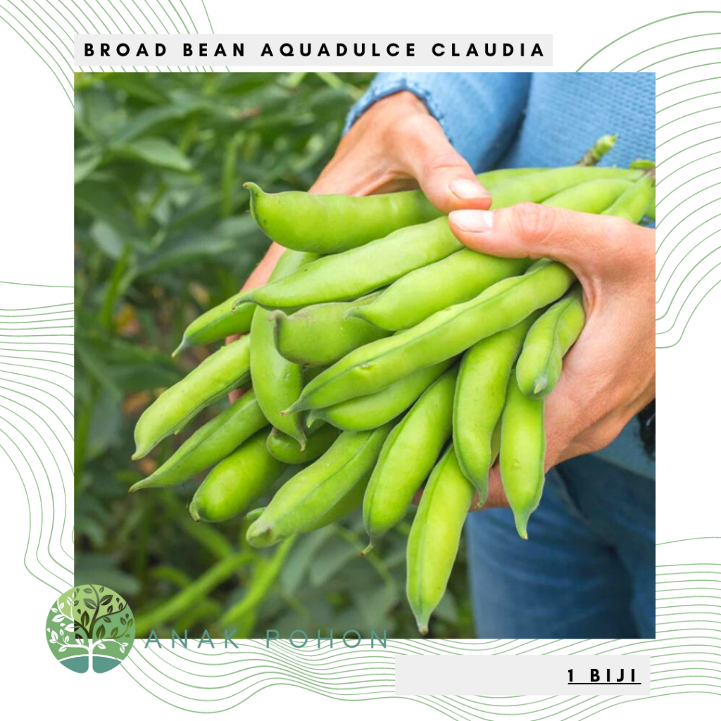 Benih Bibit Biji - Broad Bean Aquadulce Claudia Fava Bean Seeds - IMPORT