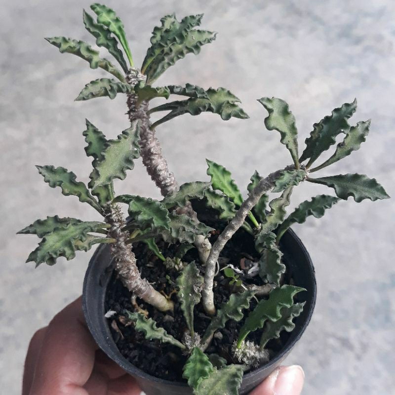 Euphorbia decaryi