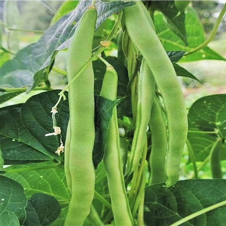 Benih Bibit Biji - Climbing Bean Helda Flat Green Beans Buncis Pipih Perancis Seeds - IMPORT