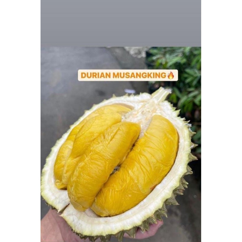 

DURIAN MUSANGKING FRESH/DURIAN RAJA SULTAN MALAYSIA UTUH 1 BUAH