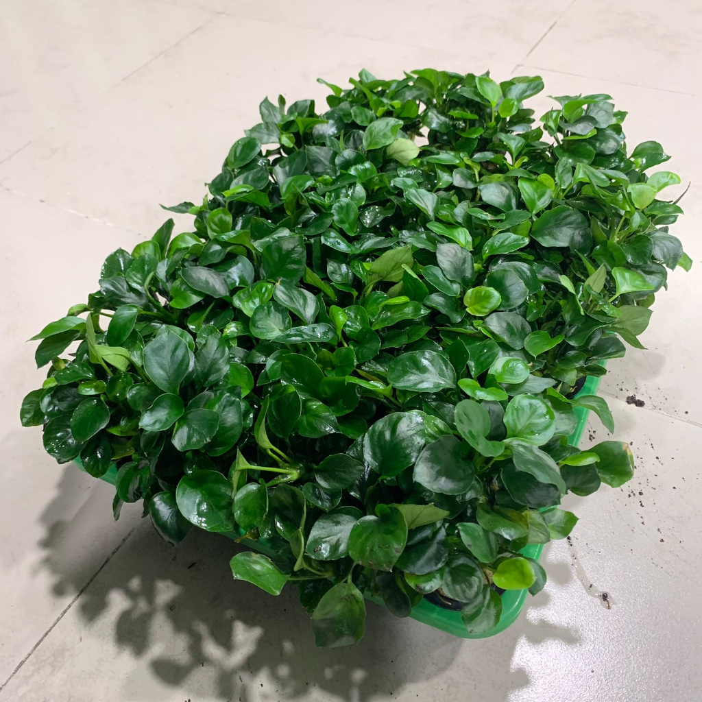 ANUBIAS NANA MINI GOLD COIN / KOIN TANAMAN AQUASCAPE