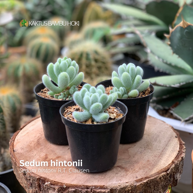 Sedum Hintonii