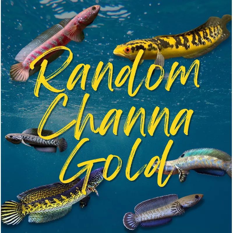 CANA AURANTI ASIATICA YS FULCRA TEWARTI