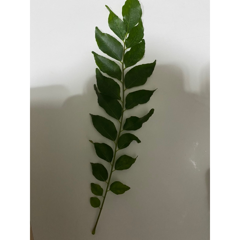 

daun kari segar 20batang