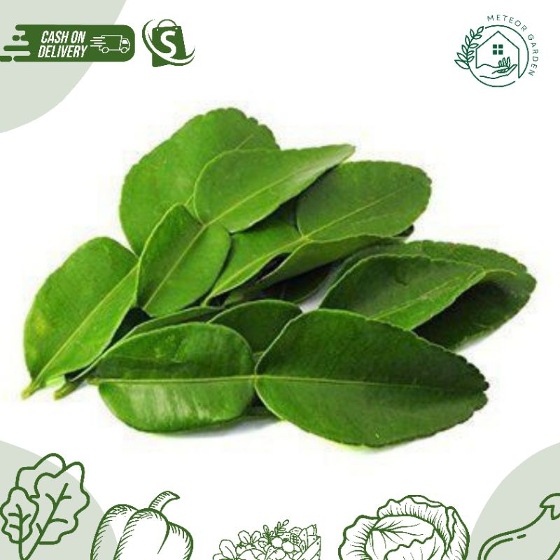 

DAUN JERUK SEGAR 50gr / BUMBU DAPUR