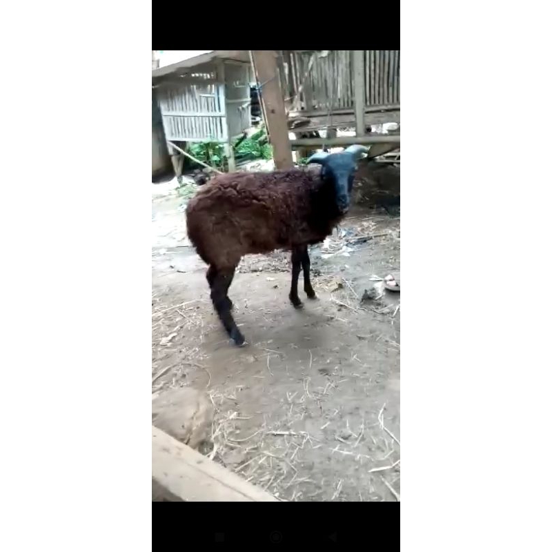 

kambing kurban dan aqiqah