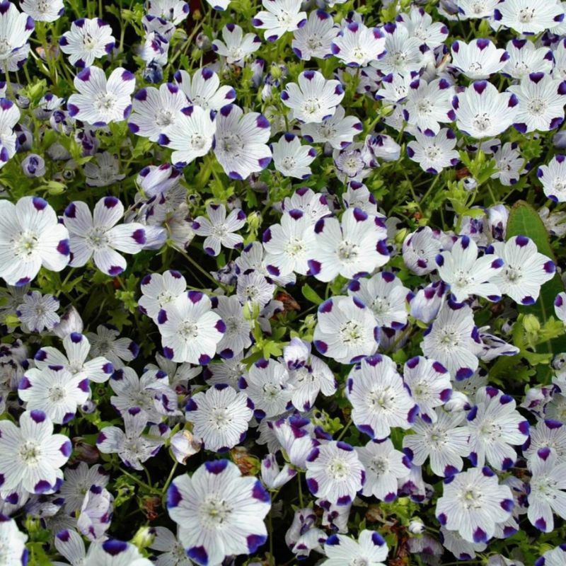 Biji Benih Bunga Nemophila Five Spot Flower Seeds - 5 Biji