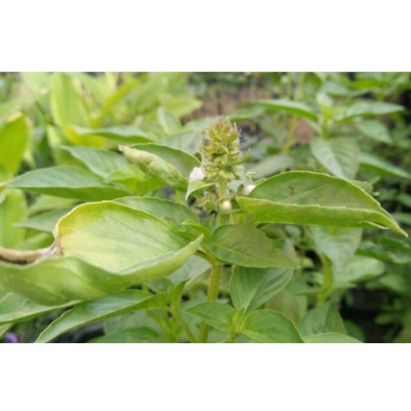 bibit tanaman daun kemangi siap tanam