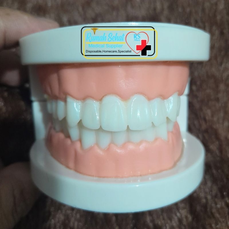 MODEL ANATOMI GIGI MANNEKIN GIGI Edukasi