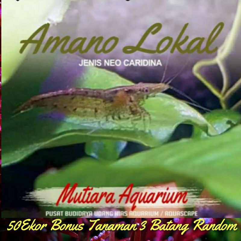 

Paket 50 ekor + bonus tanaman 3 batang