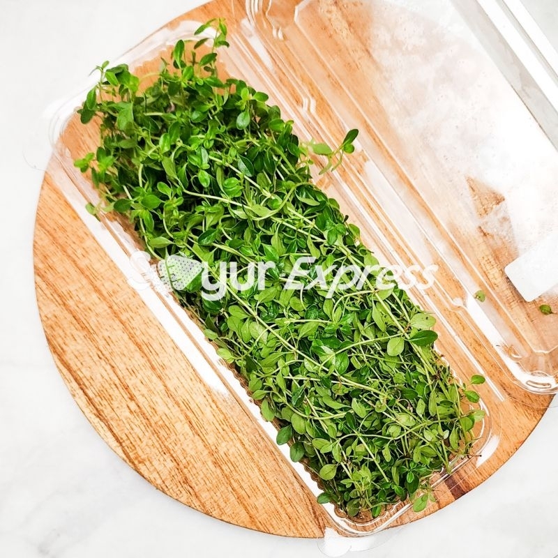 KIRIM INSTAN Daun Thyme Segar 30gr