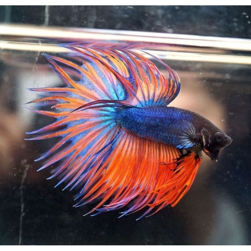 TERMURAH paket Halfmoon Isi 20 Bonus Pakan