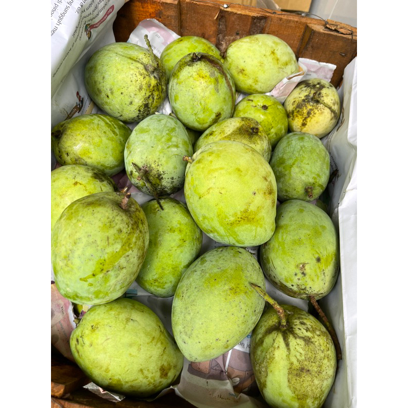 

mangga darmayu