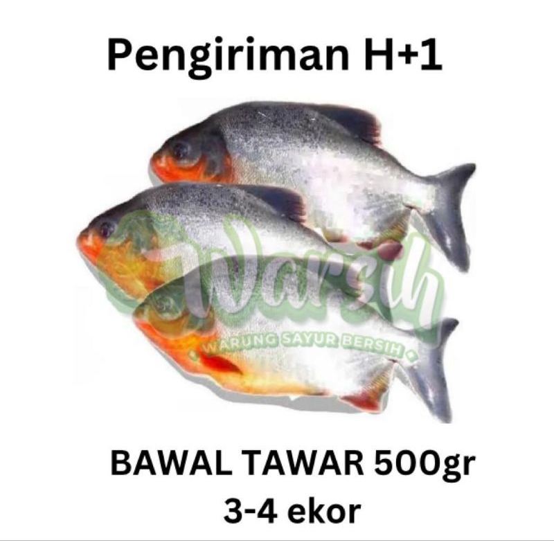 

WARSIH • IKAN BAWAL TAWAR 500GR