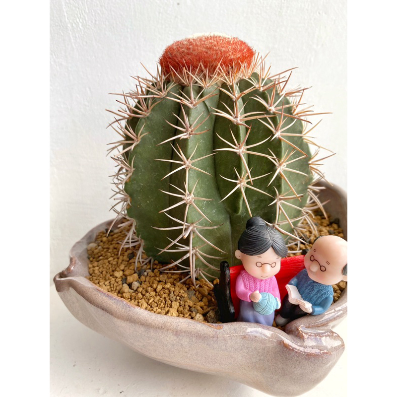 KAKTUS MELO JAMBUL ON POT 25CM