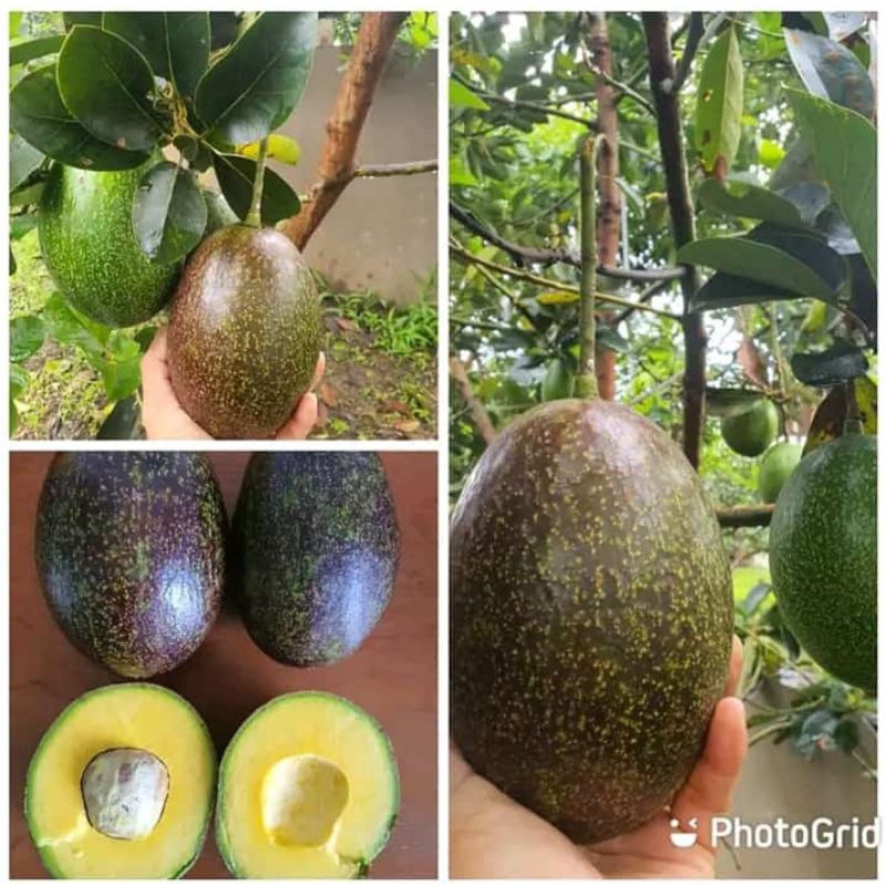 Benih bibit tanaman alpukat quba unggul