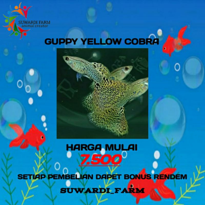 Aksesoris Akwarium (Guppy Yellow Tiger)