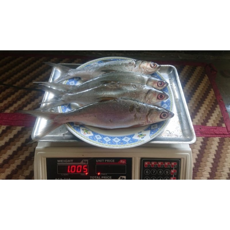 

ikan bandeng frozen beku 1kg