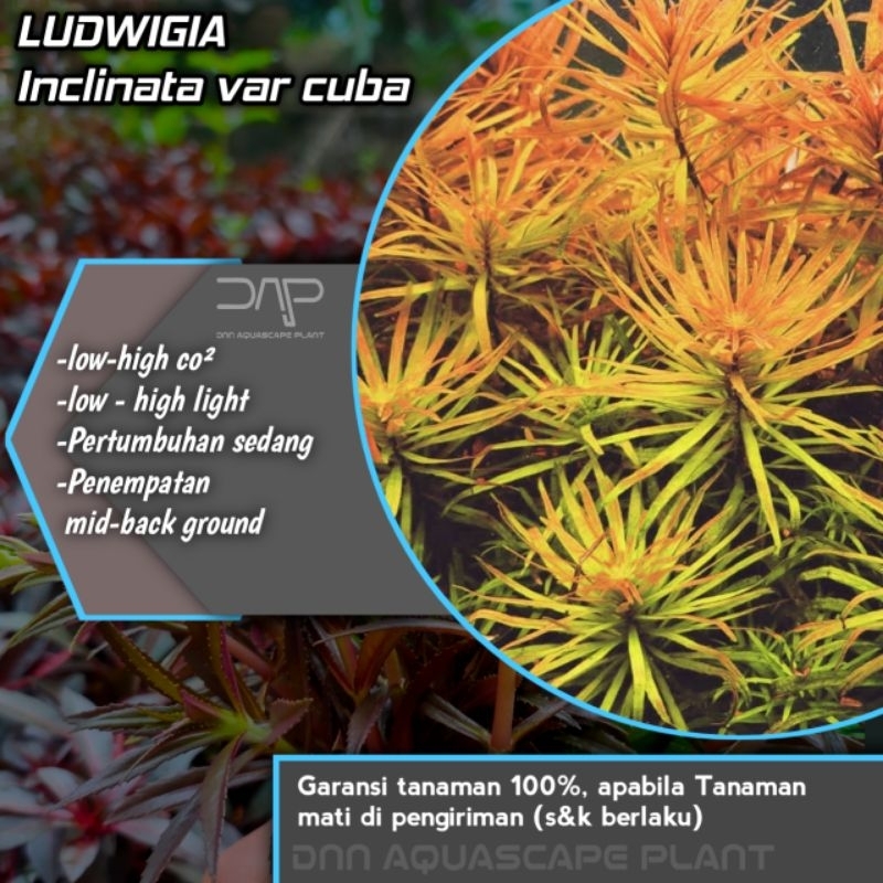 Ludwigia inclinata var cuba tanaman aquascape