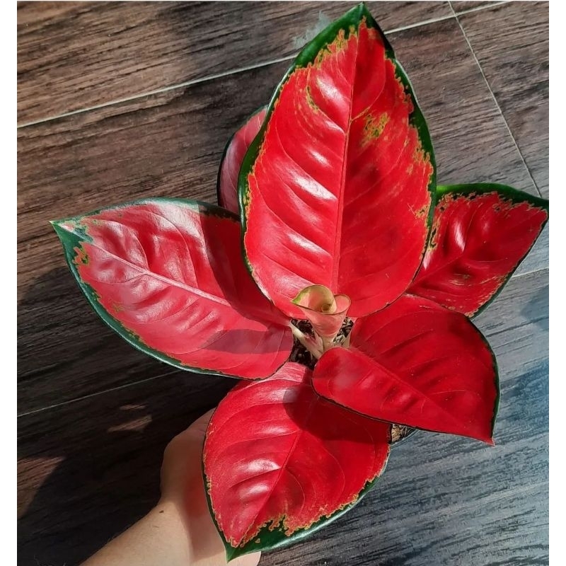 Aglonema Suksom Remaja Murah Bunga Aglonema Aglaonema Suksom Remaja Tanaman Aglonema Merah
