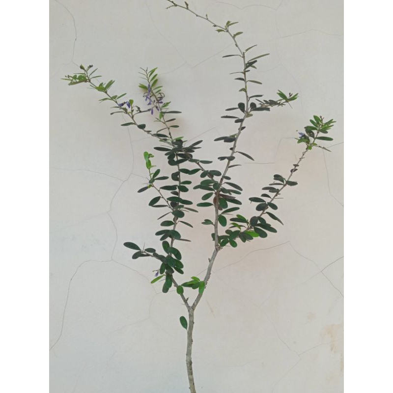 bibit saeng simbur vietnam bunga ungu