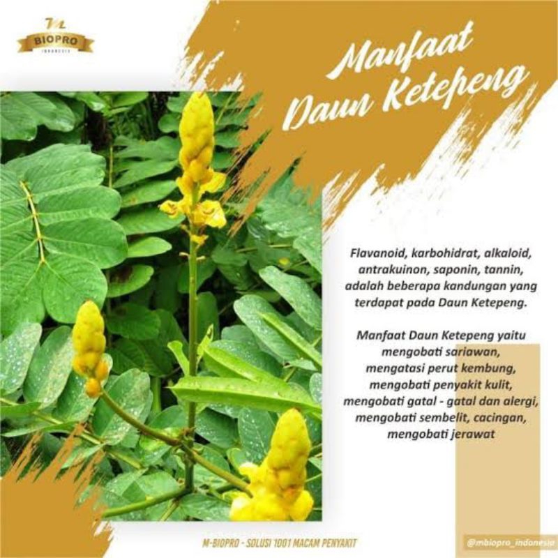

Daun Ketepeng Kering herbal 500gr