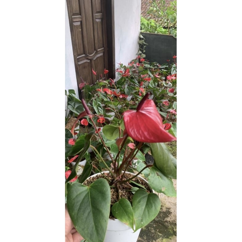 DIARY PETANI - Anthurium Bunga Presiden Mewah Bebas Pilih