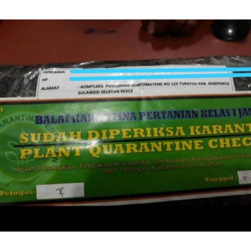 

akar kayu TUNGGAL BAJAKAH asli pedalaman hutan kalimantan