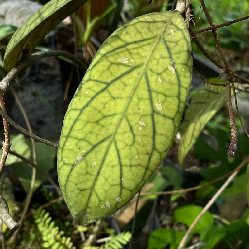 Hoya vitellinoides sp Tanggamus Tanaman hias