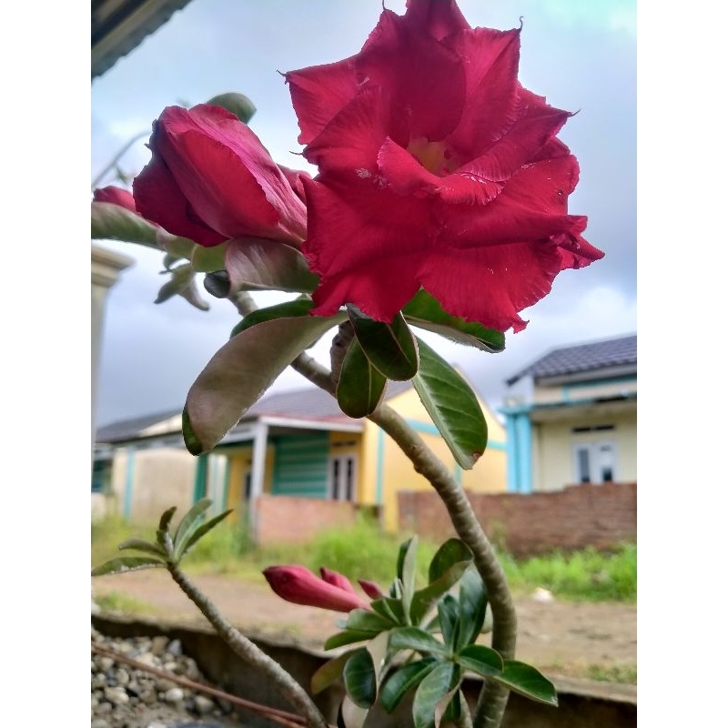 bunga adenium merah