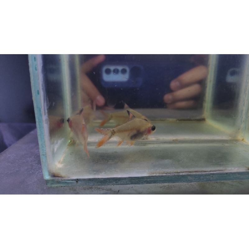 kaviat panda hiasan aquarium