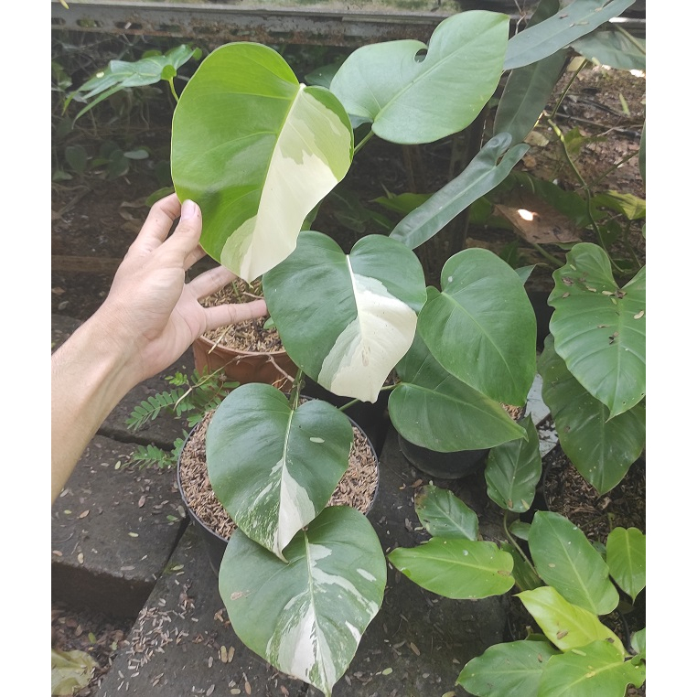 Monstera Variegata kode C / Tanaman Hias Monvar / Monsvar / Monstera Varigata / Monstera Deliciosa B