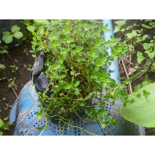 Daun Herbal THYME - Bibit Tanaman Herbal Rempah Penyedap Timi - Tanaman Herbal Bumbu Dapur Daun Thyme