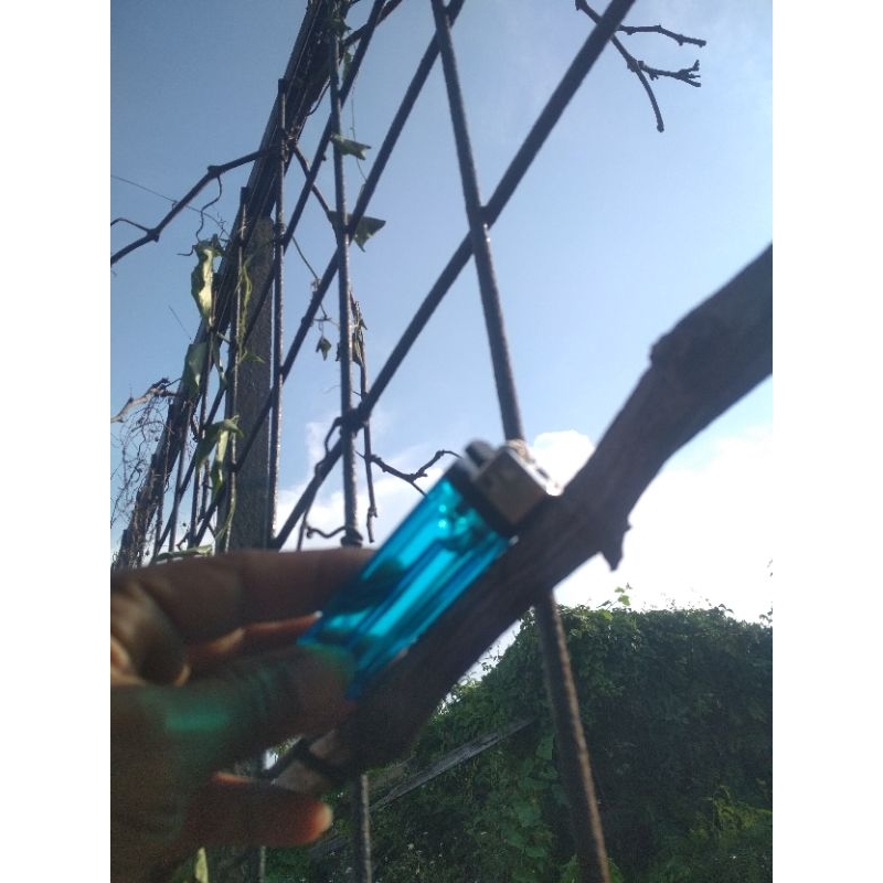 cutting anggur kiloan