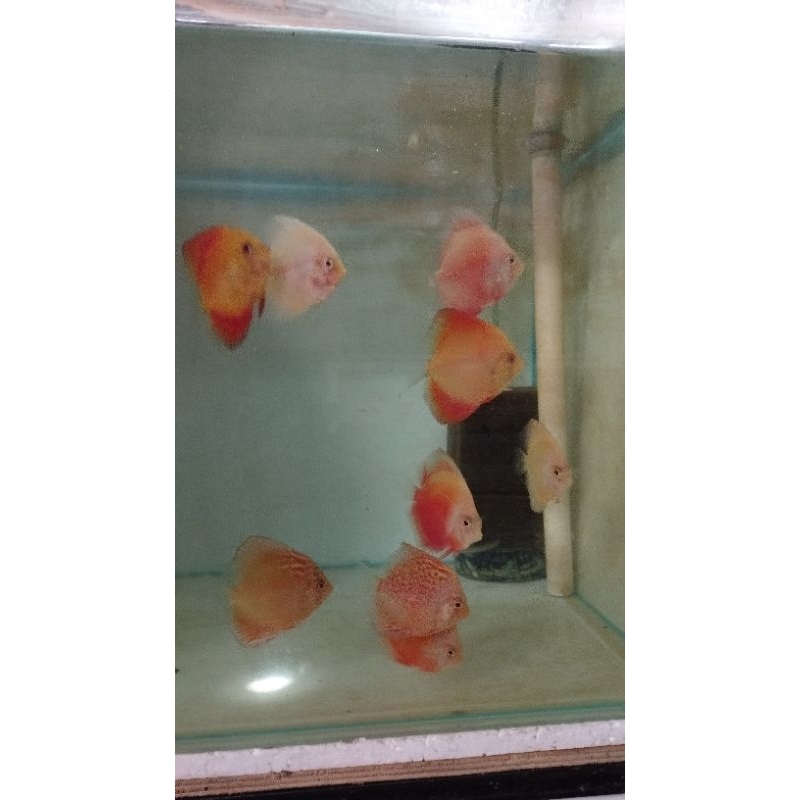 Discus 2 inch