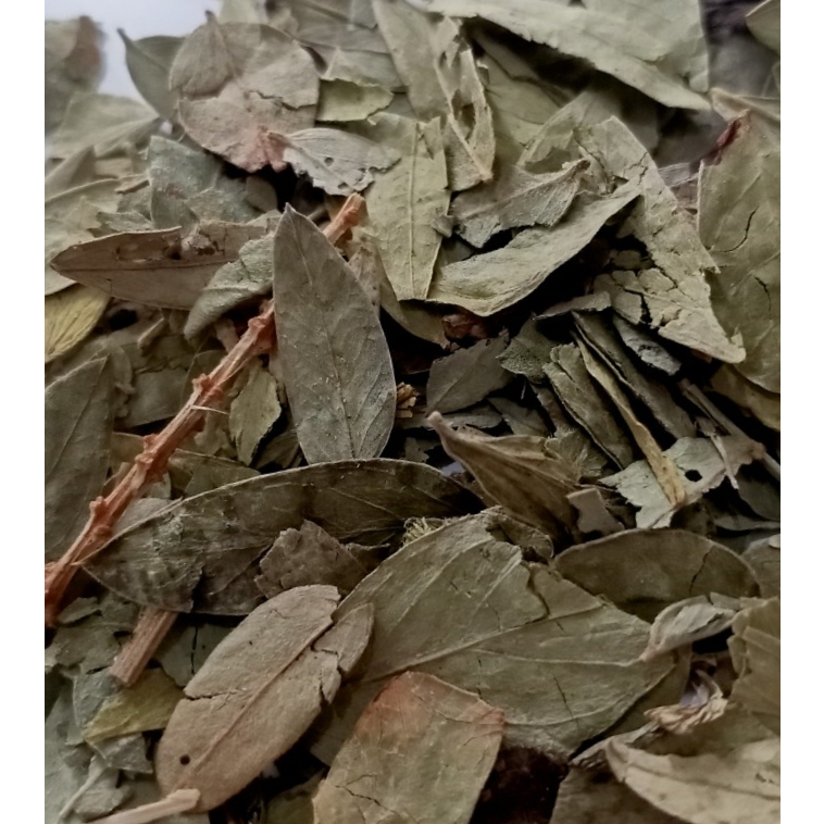

TEH DAUN JATI CINA / DETOX TEA / HERBAL DIET TEA