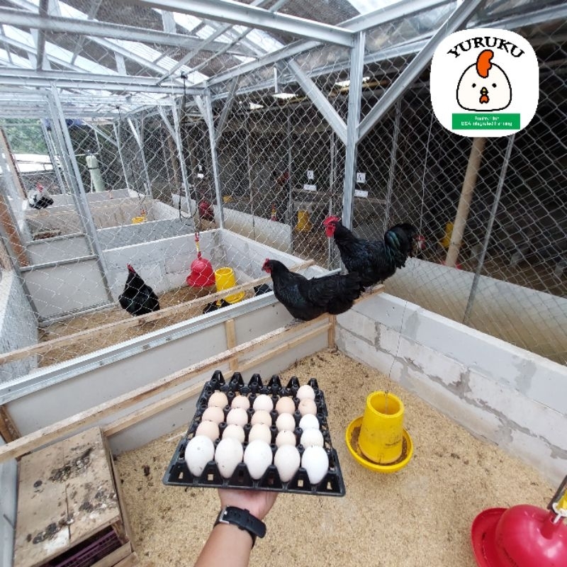 Telur Ayam Australorp
