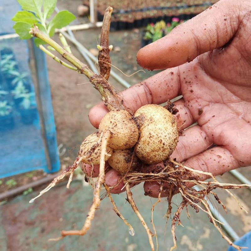 Paket Hemat 5 Umbi Dahlia / Umbi Tanaman Hias Bunga Dahlia ( 8 Warna )