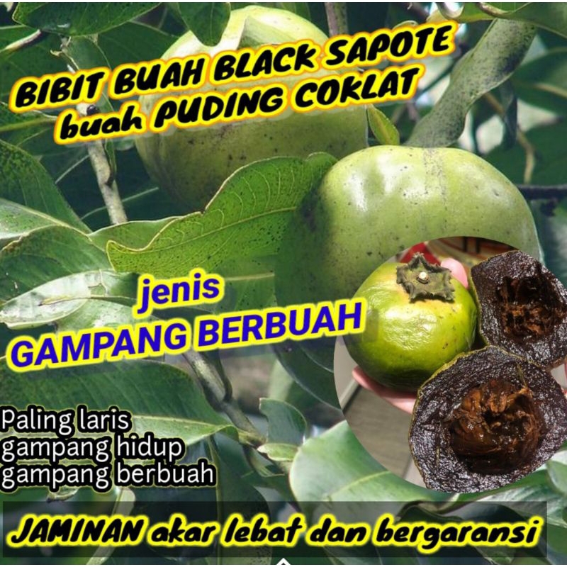 bibit black sapote jenis jumbo asli cepat berbuah