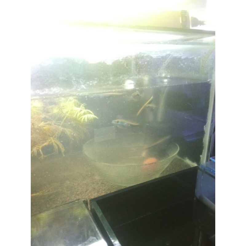 Hiasan aquarium channa yellow maru jambi