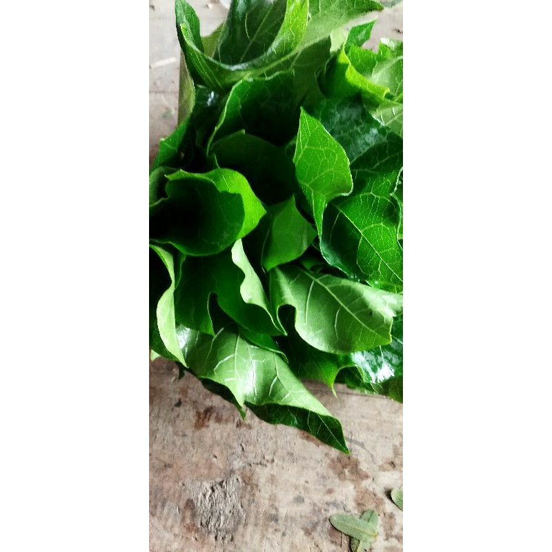 

Daun jarak pager segar 250 gram