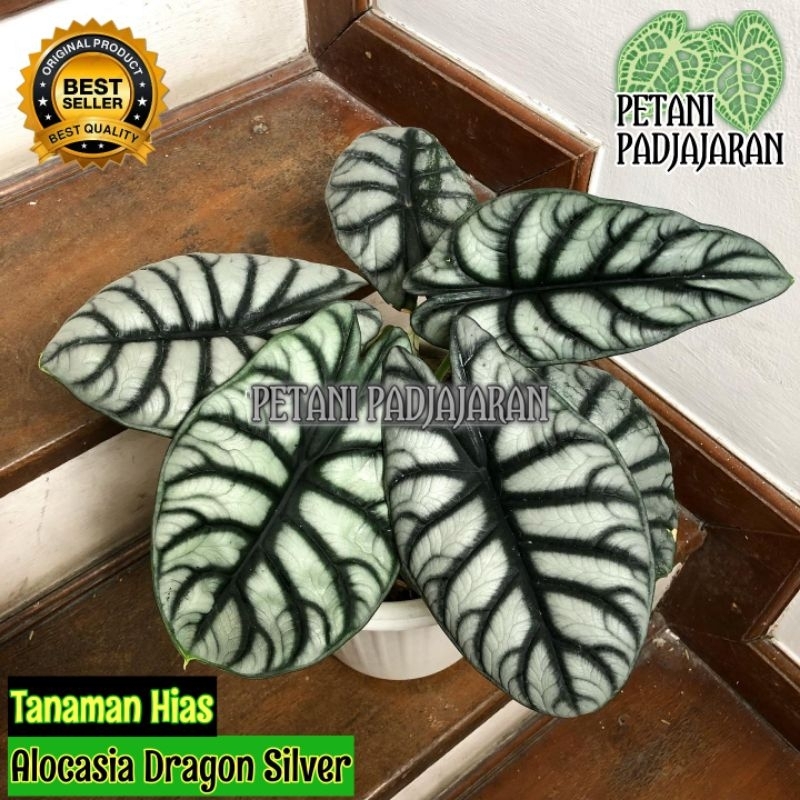 Tanaman Hias ALOCASIA SILVER DRAGON - Alocasia Silver Dragon