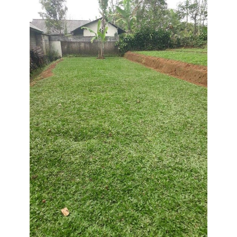 menjual bibit rumput gajah mini hijau untuk taman