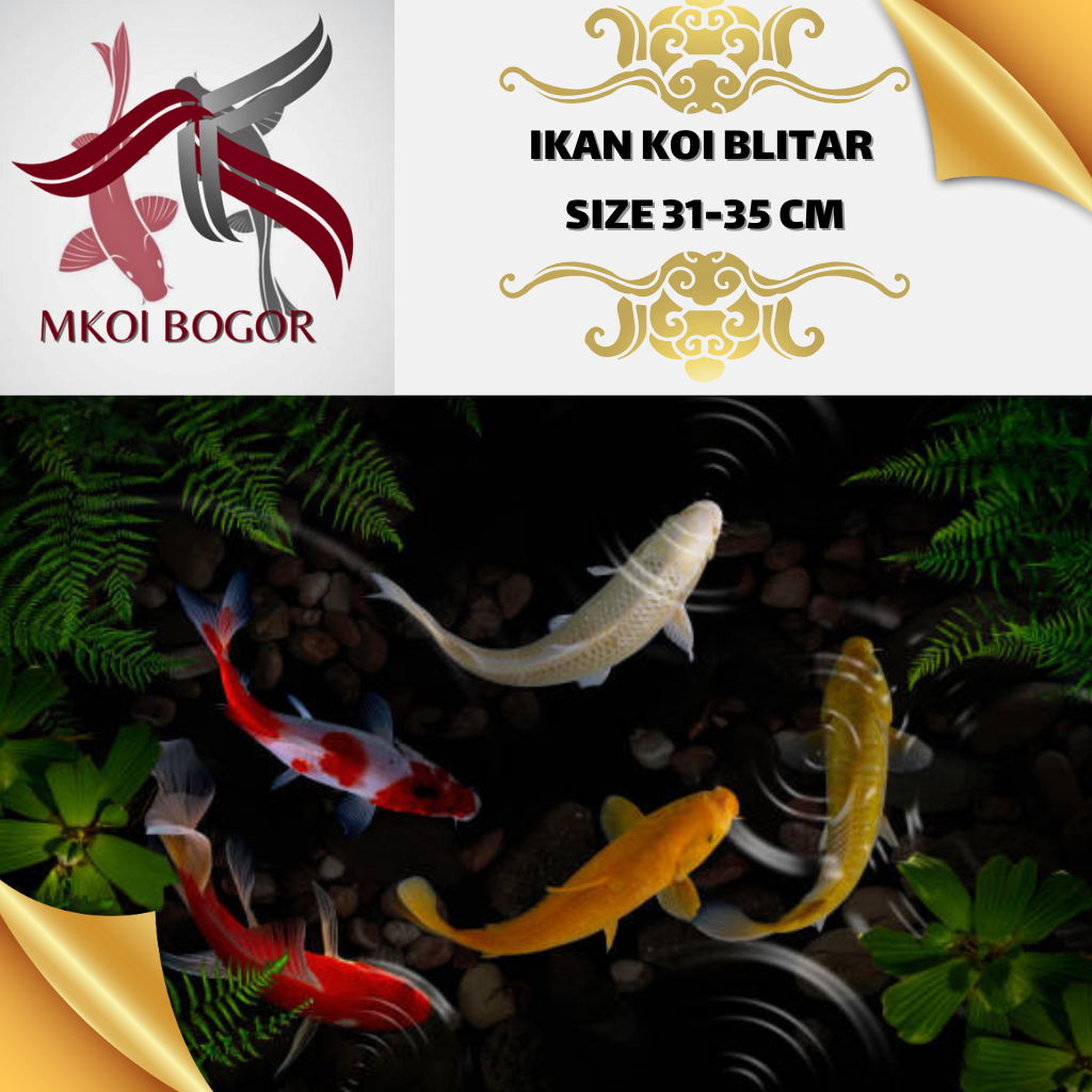 Ikan Koi Blitar Size 31-35 cm - Ikan Koi Murah - Koi Blitar Grade A -HQ - Koi