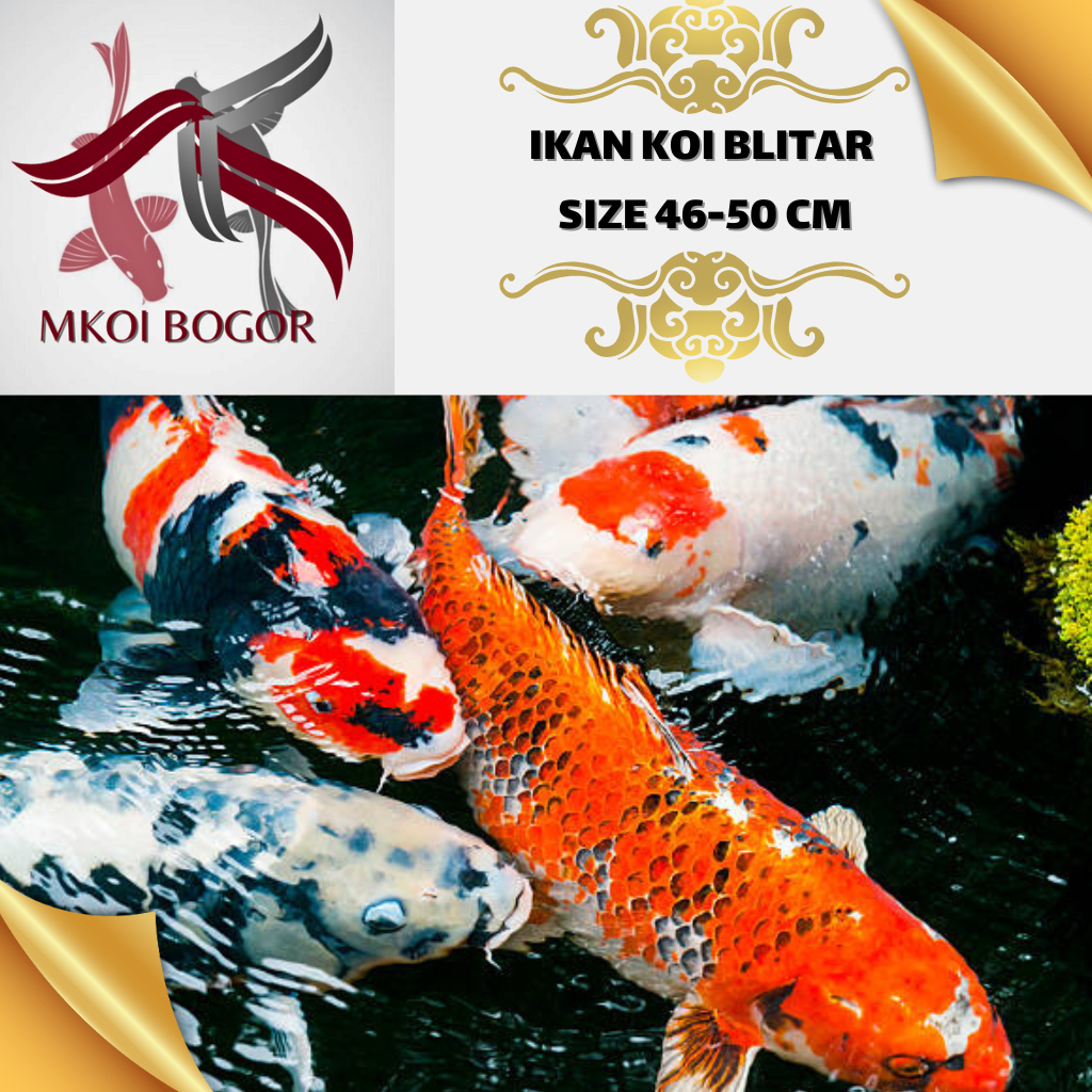 Ikan Koi Blitar Size 46-50 cm - Koi Blitar Murah - Ikan Koi Grade A -HQ - Koi