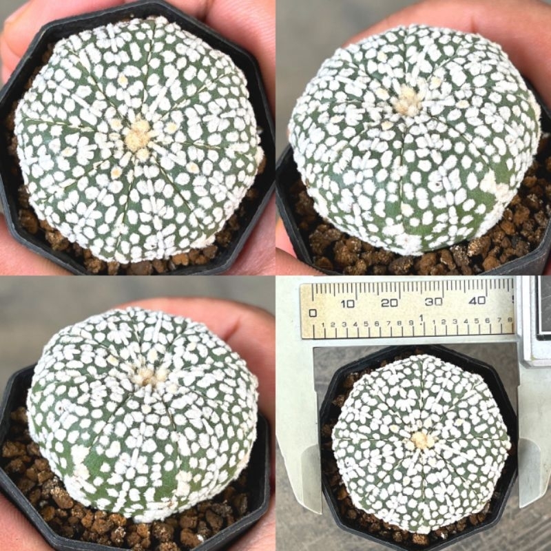 Kaktus Astrophytum Super White Kabuto