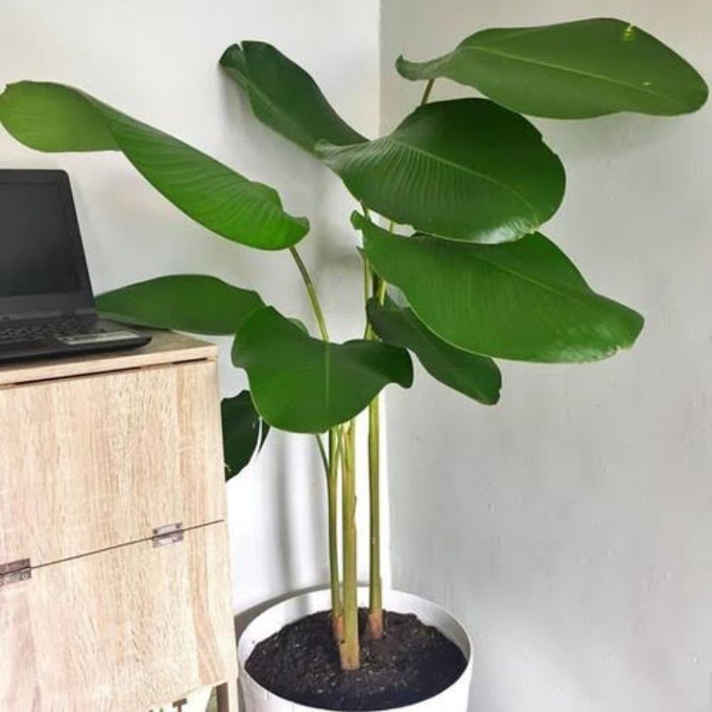 Tanaman Hias Calathea Luthea / Calathea Lutea / Calathea Pisang Pisangan