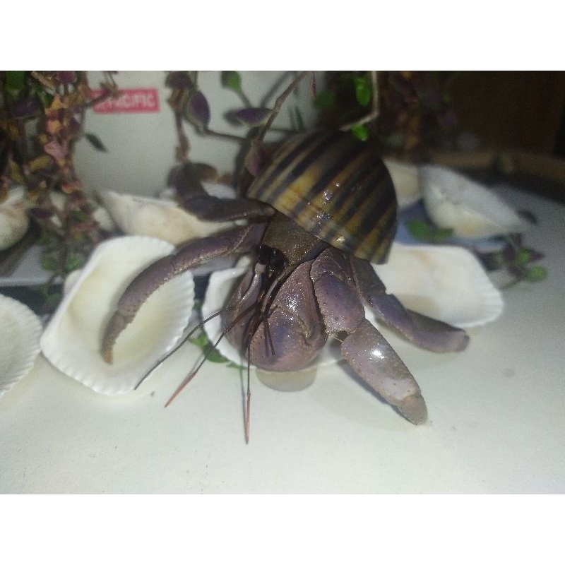 PAKET VIOLA KEONG MAS LUCU JUMBO XL L M